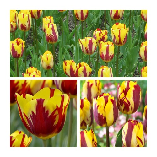 Helmar rembrandt tulip - rembrandt, x