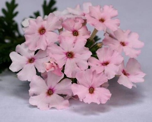 Verbena trailing vectura - verbena, vectura®