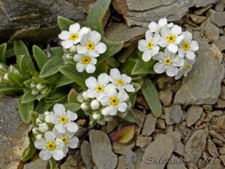 Various Flower Seeds, Wildflower, Mix & Match, 33 Varieties, Home, Garden, Offer