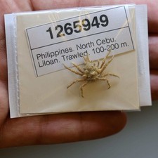 Majidae crab specimen - majidae,
