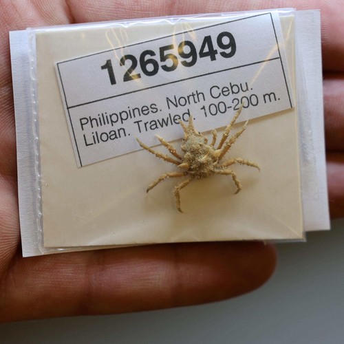 Majidae crab specimen - majidae,