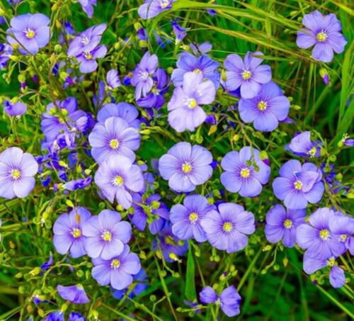 Linum blue sapphire - 6,