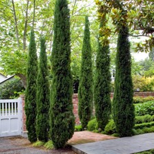 Evergreen Tree, Italian Cypress Trees, Tall, Narrow, Hardy, 90-120cm, 20cm Pot