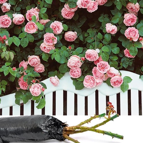 Fragrant climbing bush - climbing, rose