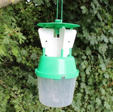 Raspberry Beetle Trap Insect