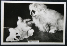 PEKINGESE DOGS   Adult & Puppy