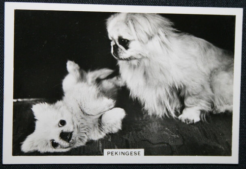 Pekingese dogs adult puppy - ,