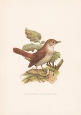 1960 COMMON NIGHTINGALE Bird