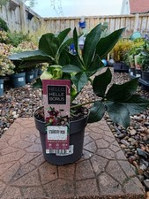 Hellebore Strawberry Dream | 3