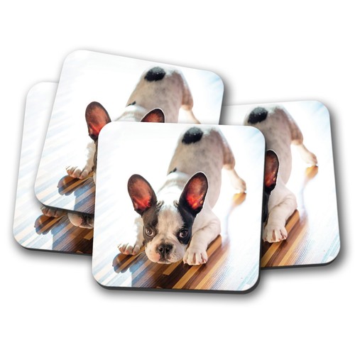 Set french bulldog puppy - -,
