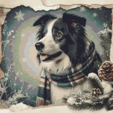 Border Collie Puppy Dog