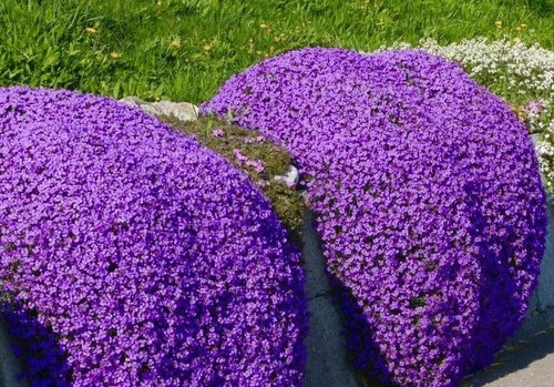 Creeping purple thyme - thyme, seeds