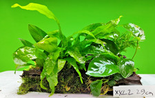 5 plants on XXL wood JAVA fern, moss and Anubias  driftwood Live Aquarium