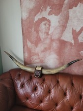Antique Taxidermy Horns Skull Antlers Bull Cow