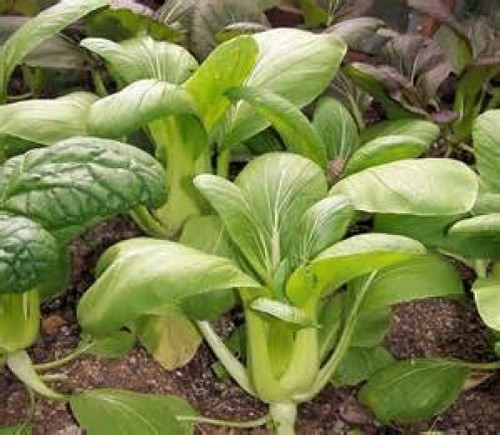 Cabbage pak choi green stem - pak,