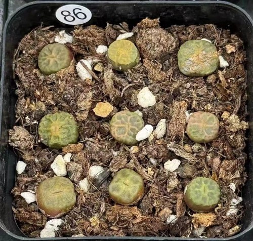 27pcs 1cm rare lithops - 1cm,