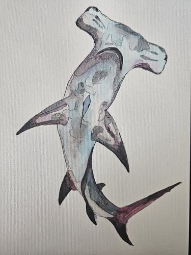 Limited edition hammerhead - limited,