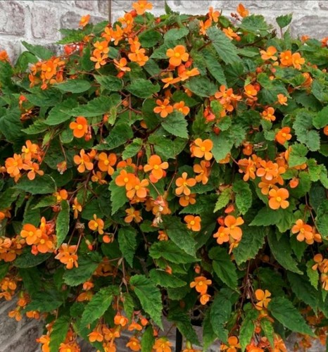 Begonia sutherlandii 13cm - begonia,