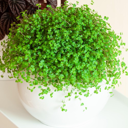 Soleirolia soleirolii - 1,