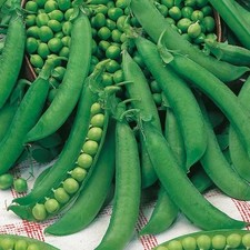 Pea charmette petit pois - pea,