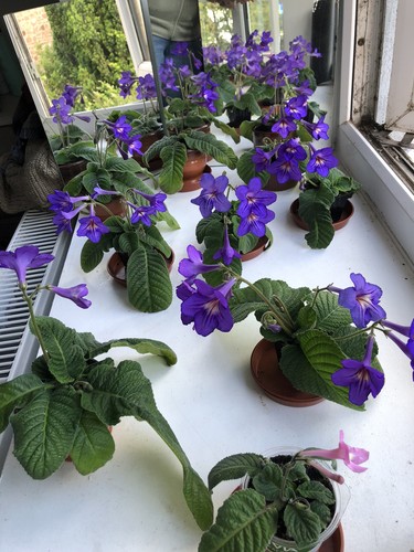 Streptocarpus plant tanya - streptocarpus,