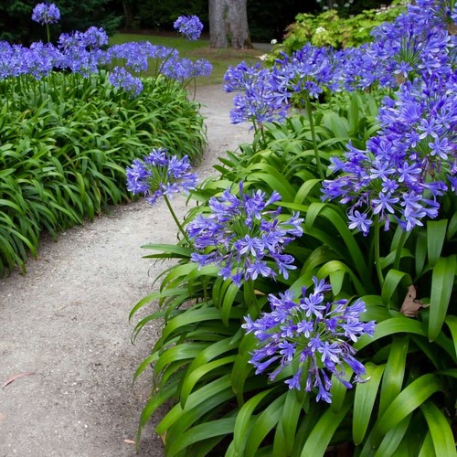 Seeds lily the - seeds, of