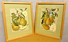 Vintage Framed Pear Prints