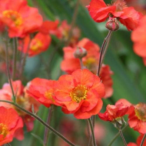 Geum scarlet tempest - geum, red