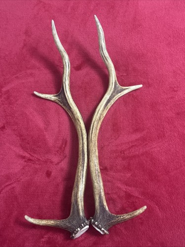 Pair red deer antlers 410g - pair,