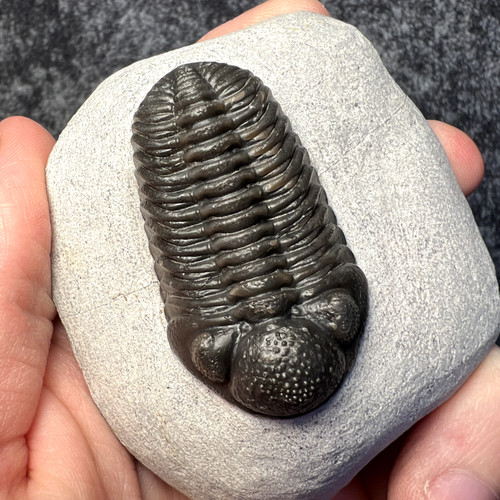 Moroccops trilobite fossil - moroccops, sp.