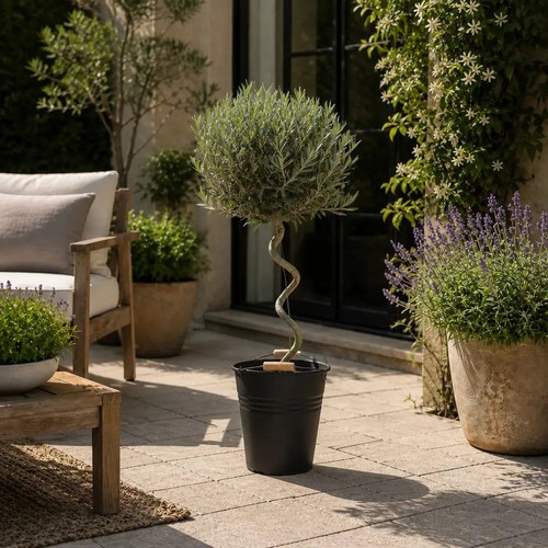 Spiral olive tree olea - tree,