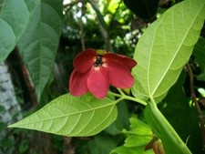 ABROMA AUGUSTA - 20 x seeds - devils cotton, exotic tropical style flowers