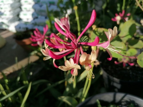 Lonicera american beauty - 1,