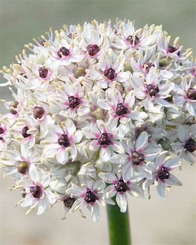 Allium silver spring seeds - seeds, |