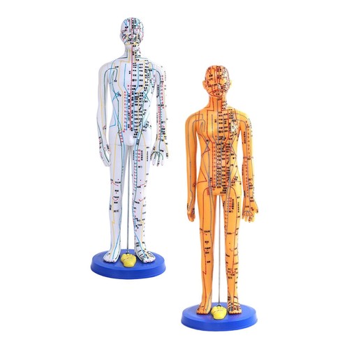 Chinese acupuncture model - ,
