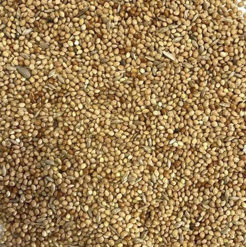 Top quality high protein - high, seed