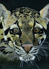 Clouded Leopard Big Cat Fine