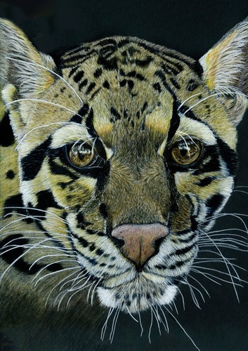 Clouded leopard big cat - clouded,