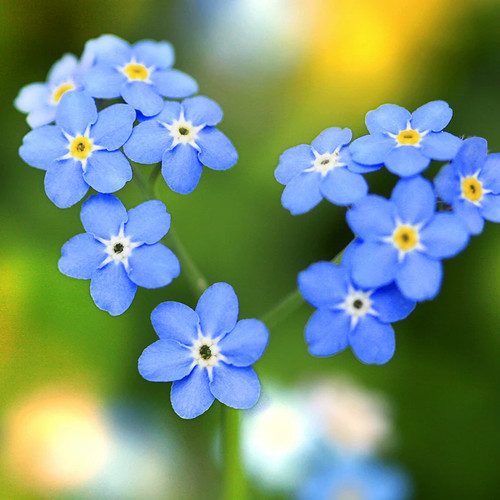 Forget not blue plants - forget, me