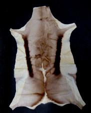 African Springbok Antelope Animal Hide Skin Rug 100 x 67cm FREE P&P