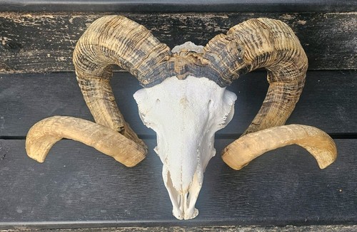 Massive ram skull taxidermy - skull,
