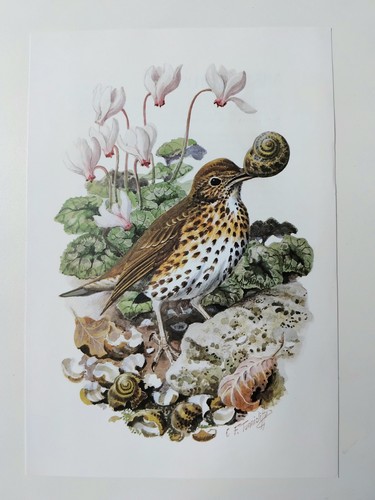 Tunnicliffe vintage bird - f,