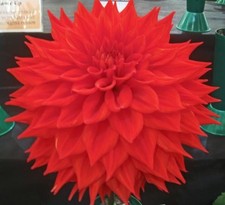 KENORA VALENTINE.  G/Lg Sc