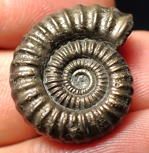 Stunning crucilobiceras pyrite - stunning,