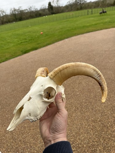 Ram skull nice colour - ram,