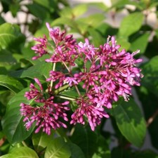 Fuchsia arborescens 9cm Pot
