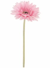 PALE PASTEL PINK GERBERA DAISY