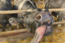 Funny Cow Watercolour Art