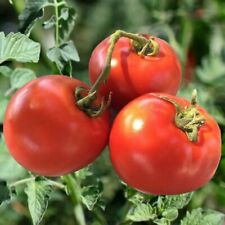 TOMATO HOMESTEAD - 60 SEEDS