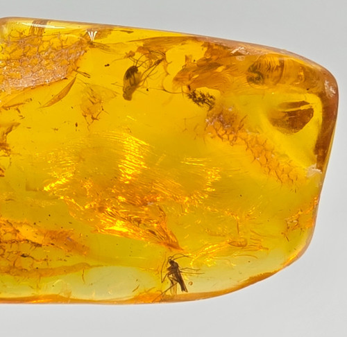 Natural baltic amber with - amber,